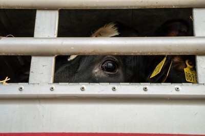 Kráva v transportu na hranicích v Turecku - Nevinné oběti